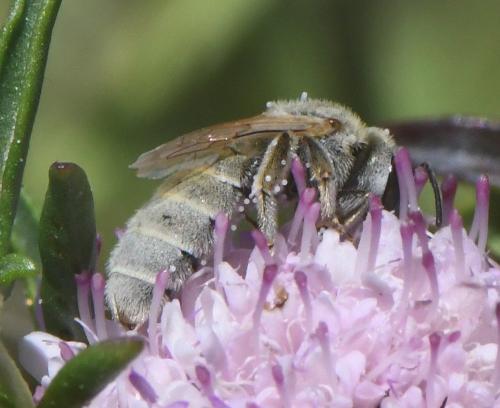 Réf. 232 552 : Seladonia pollinosa